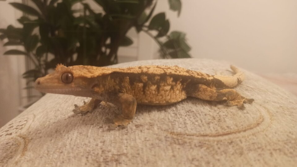 Zdjęcie WhatsApp 2025-05-07 o 09.25.40_b7020e53.jpg - MANTIS20