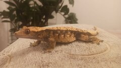 Zdjęcie WhatsApp 2025-05-07 o 09.25.40_b7020e53.jpg