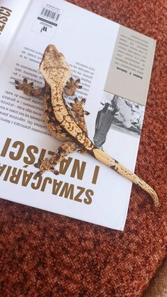 Zdjęcie WhatsApp 2025-05-07 o 09.26.11_d1e102a0.jpg