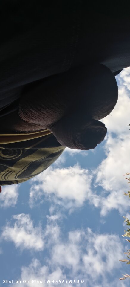 1000013851.jpg - jogan