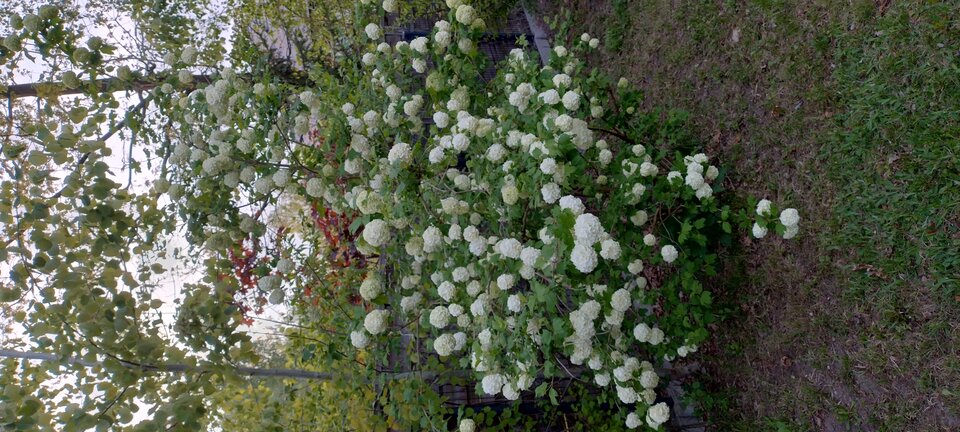 1000003793.jpg - Geralt197