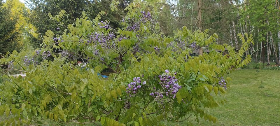 1000003791.jpg - Geralt197