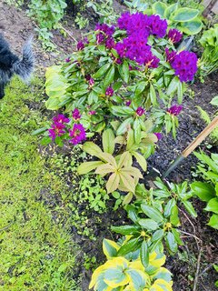 IMG_4654.jpeg