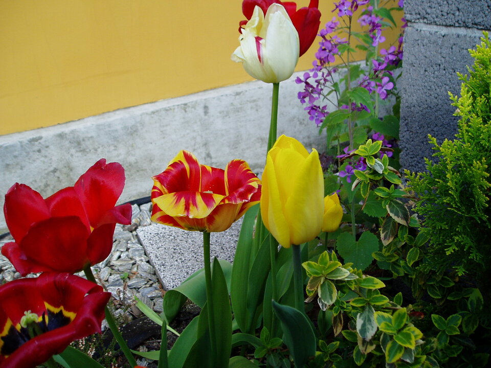 P1010062.JPG - Jareczek1610