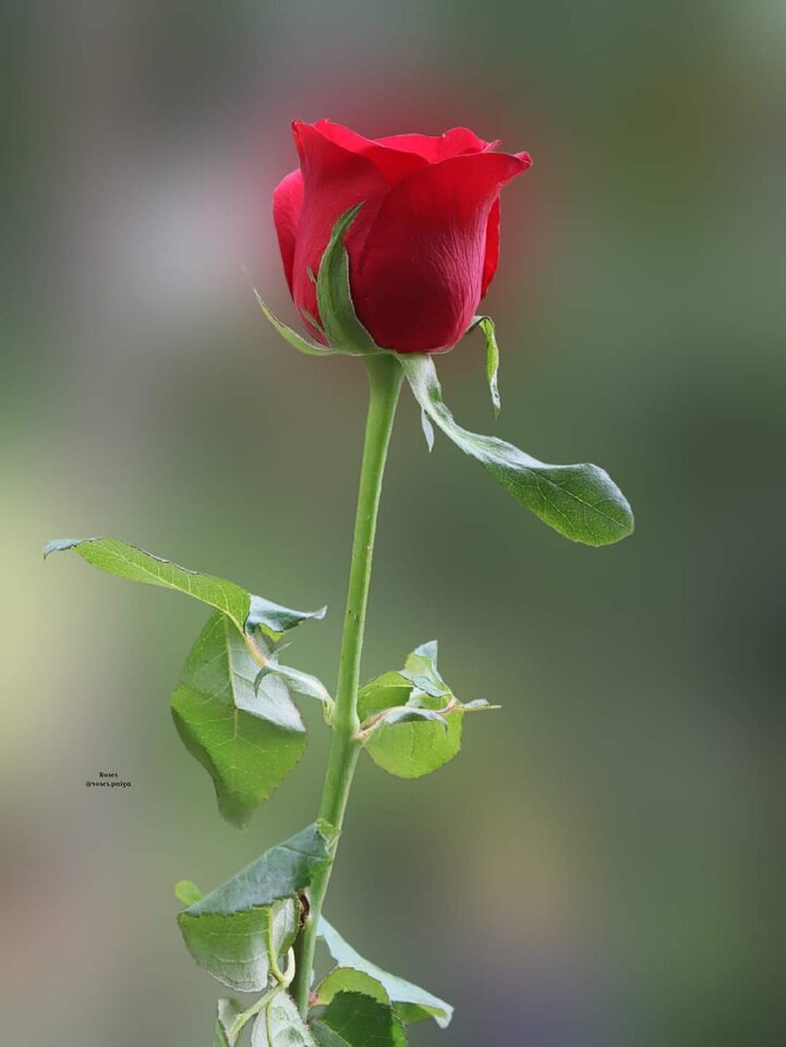 FB_IMG_1696443327064.jpg - Uranos80