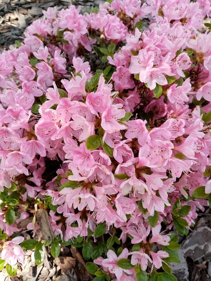 IMG_20250525_141847.jpg - Gloves54