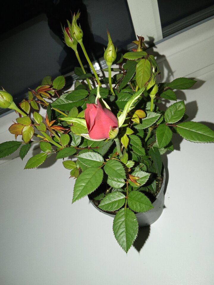 1000007644.jpg - RudaAgaPlussize