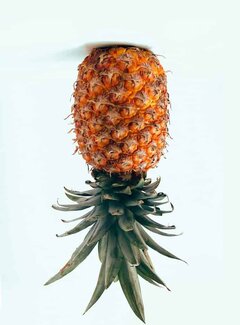 A-Single-Pineapple-On-White-1-682x1024.jpg