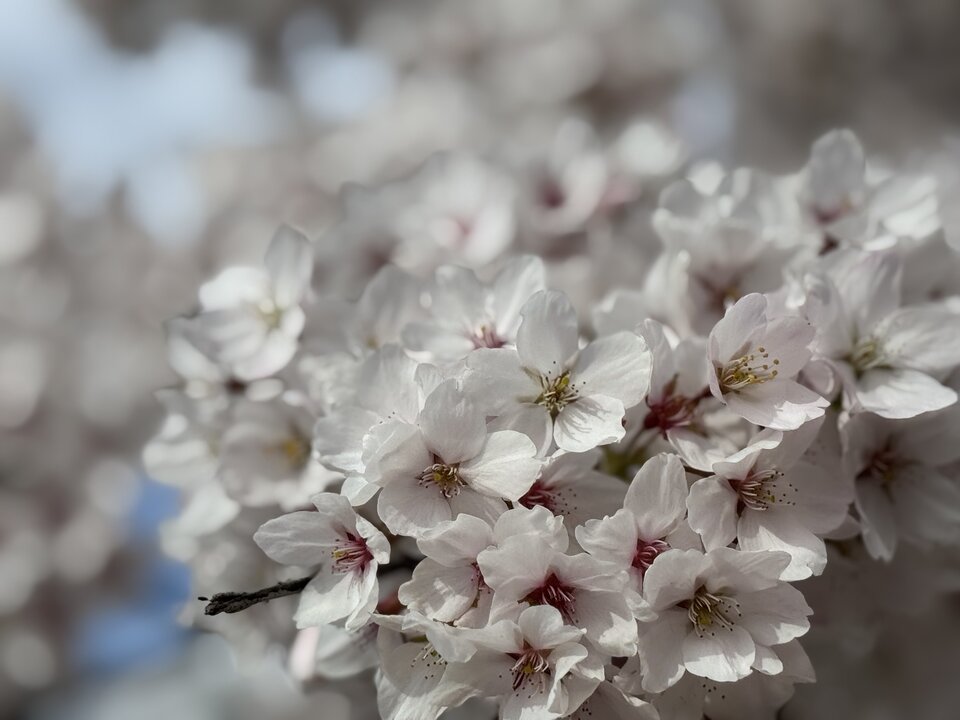 IMG_7310.jpeg - Poz75