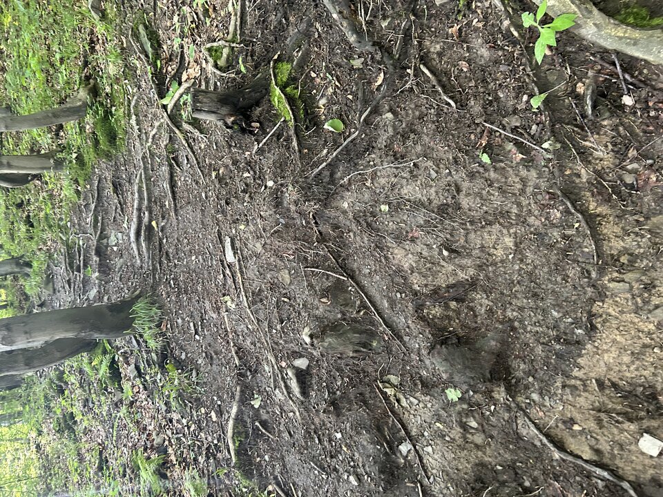 IMG_3228.jpeg - tom745