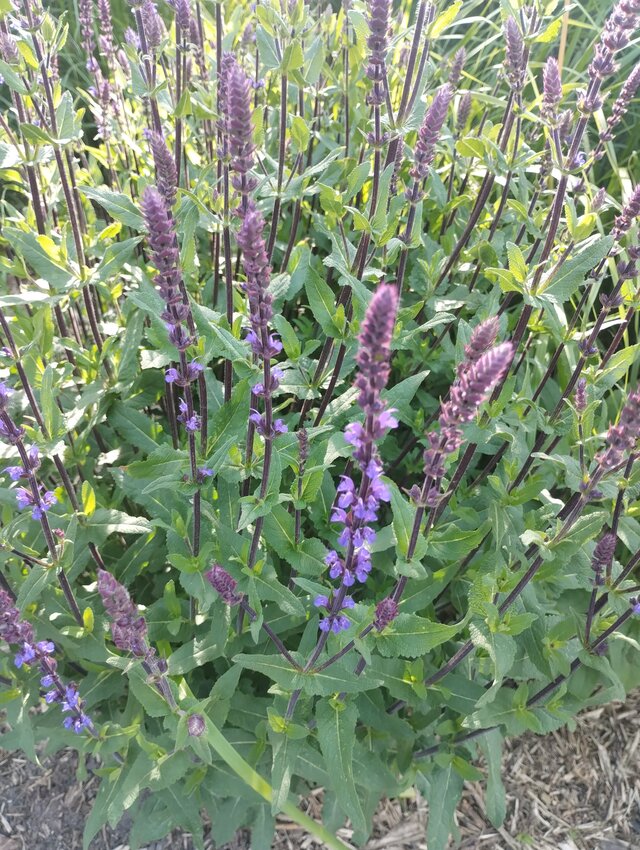 AnnaDojrzalaNaturalnaE