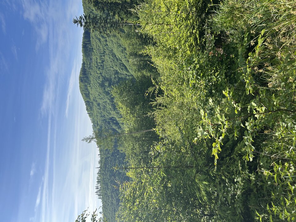 IMG_3234.jpeg - tom745