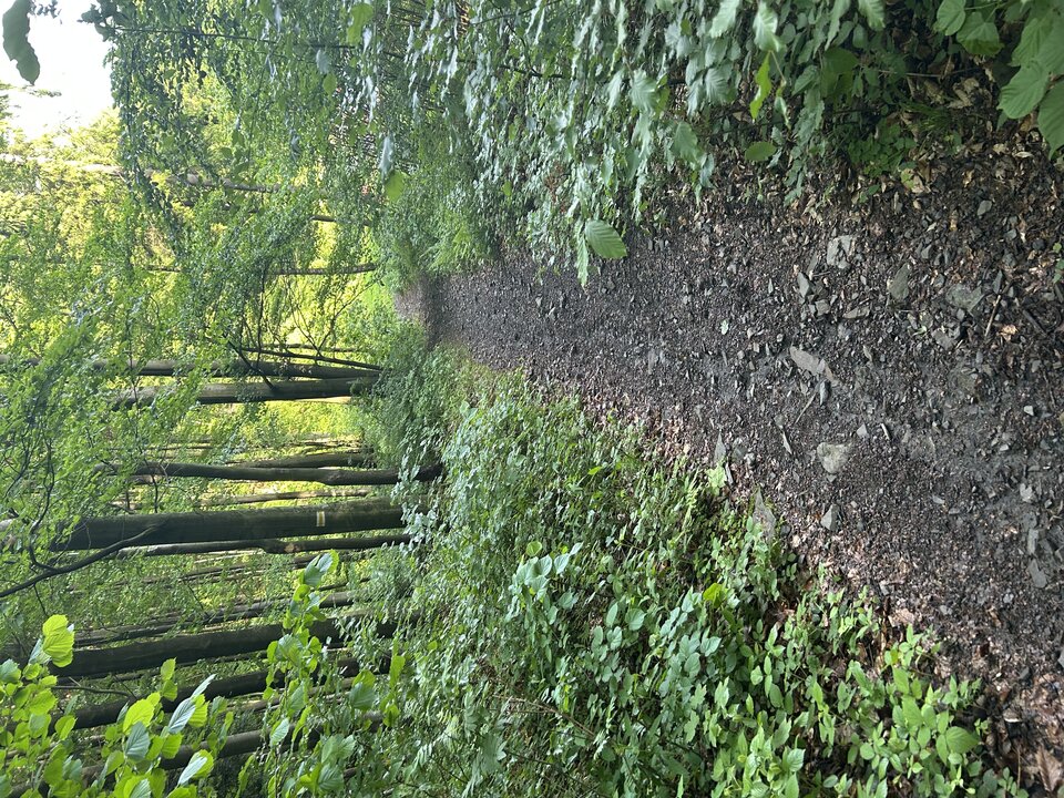 IMG_3225.jpeg - tom745