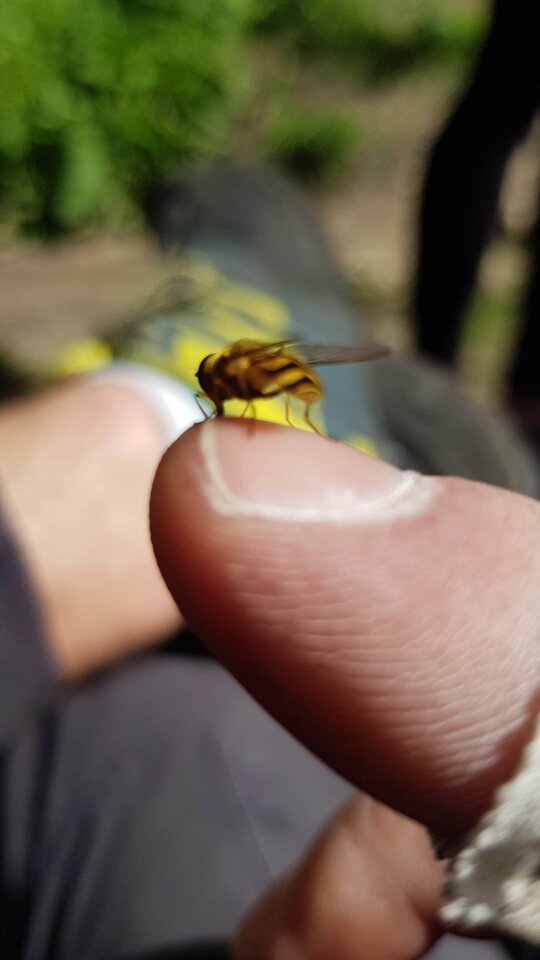 20200627_151233.jpg - Jaca420