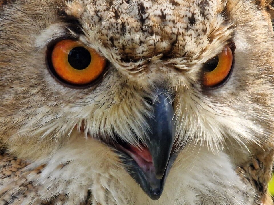 1000008990.jpg - KaCzeJaja