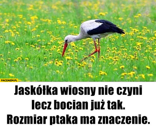 jaskolka-wiosny-nie-czyni-lecz-bocian-juz-tak-rozmiar-ptaka-ma-z - BiggerBolec