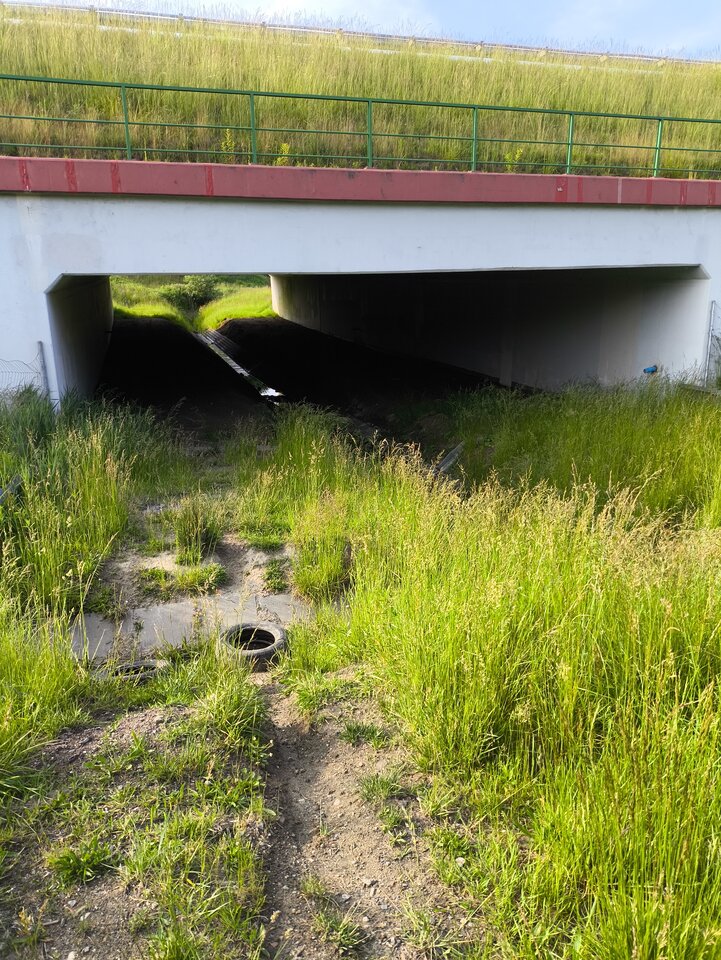 1000001779.jpg - Bibitrzy