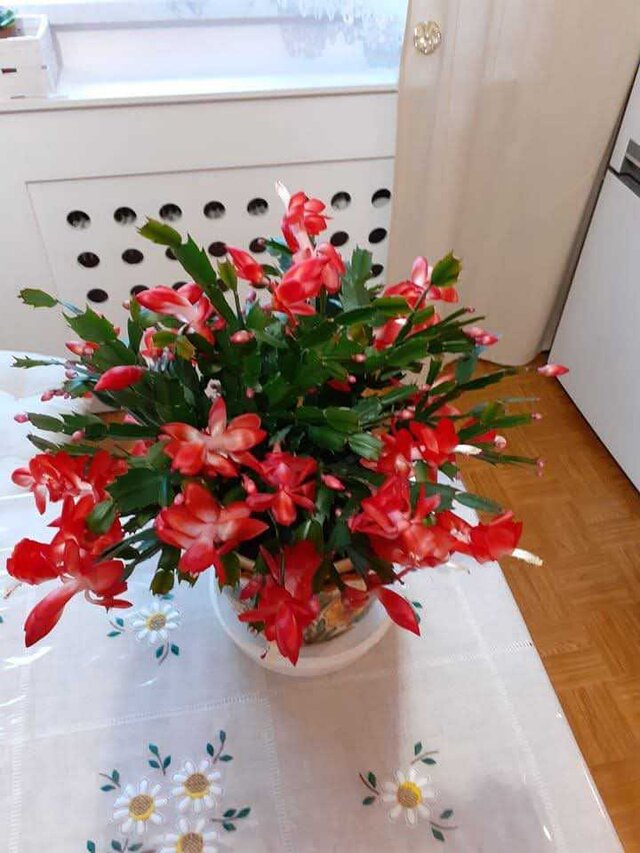 fajnalaskaobciagarka