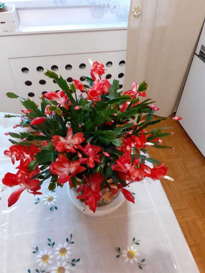 Messenger_creation_5E584FBA-E64D-45FE-83CD-34B524D017E6.jpeg - fajnalaskaobciagarka