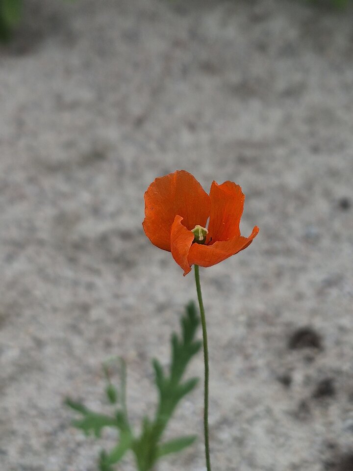 1000035960.jpg - Miniek234