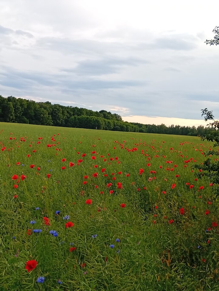 1000006557.jpg - Butraber