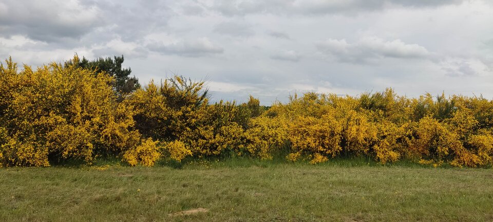 IMG_20250606_144939.jpg - edytkaandrzej