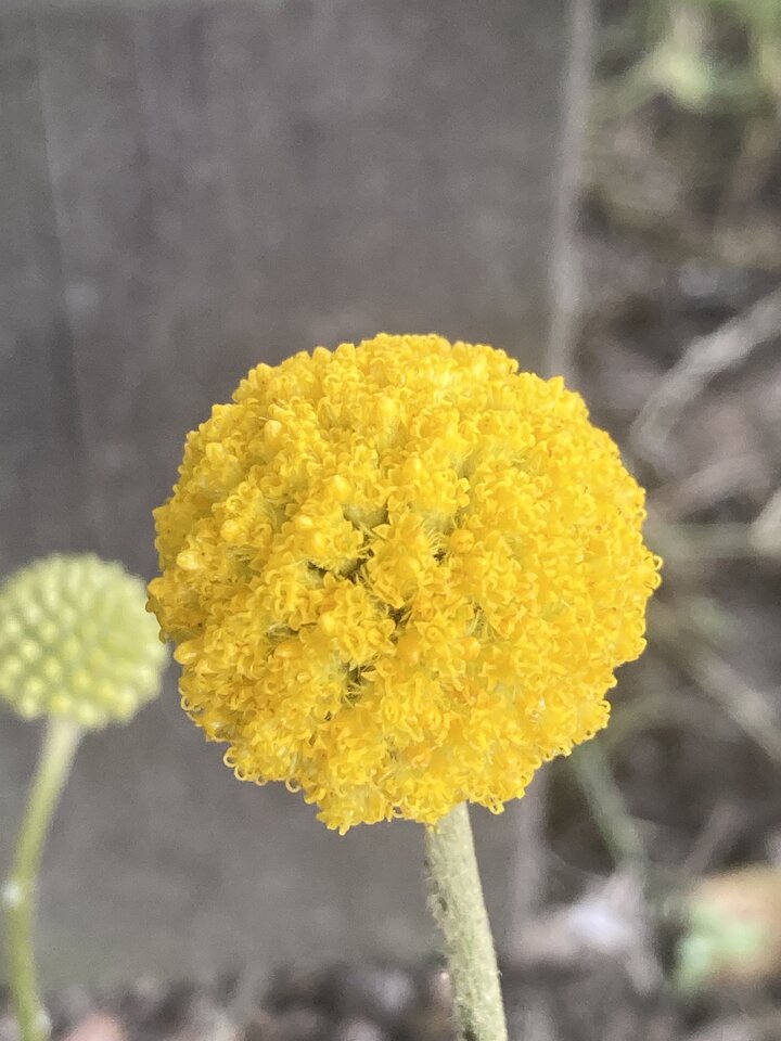 IMG_4227.jpeg - Damapik78