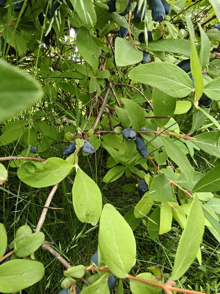 IMG20250608124718.jpg - cziferson