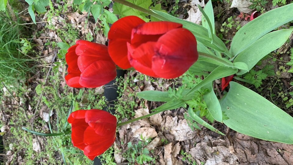 4BF4F7F1-72CC-438C-B9F5-5407F3D5ABEC.jpeg - OralnieDoFinalu