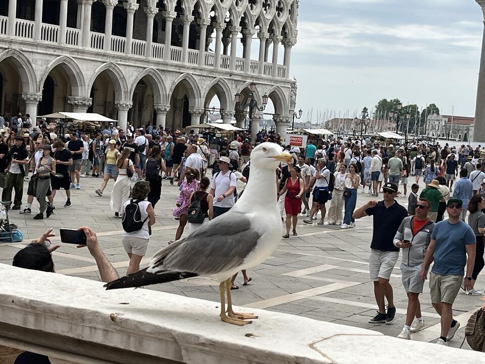 494690133_1025116956271321_4512330415042380374_n.jpg - cosnowegodlapary