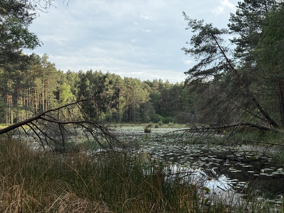 IMG_4782.jpeg - Sanjuro78