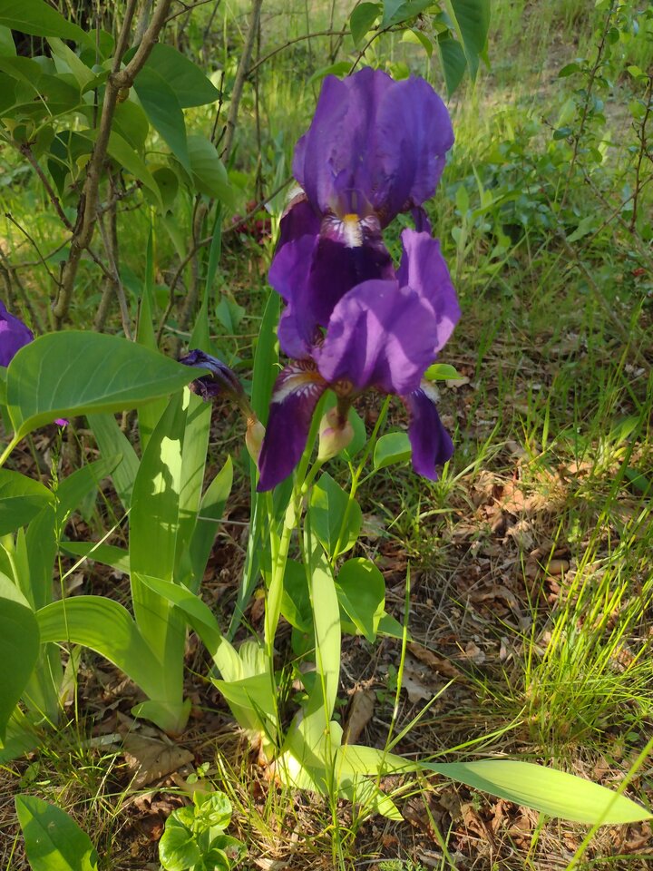 IMG_20250527_165726603.jpg - DajeWam