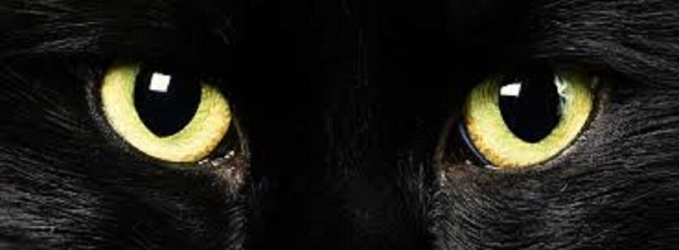 images (4).jpg - DollySparkle