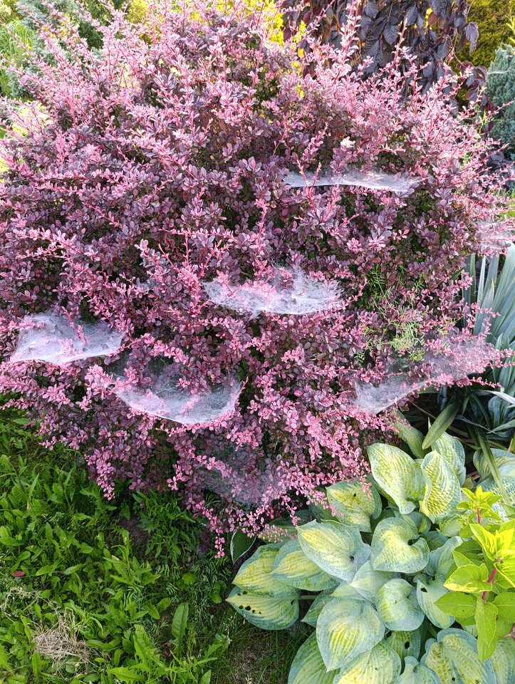 1000014184.jpg - Nowapara1922