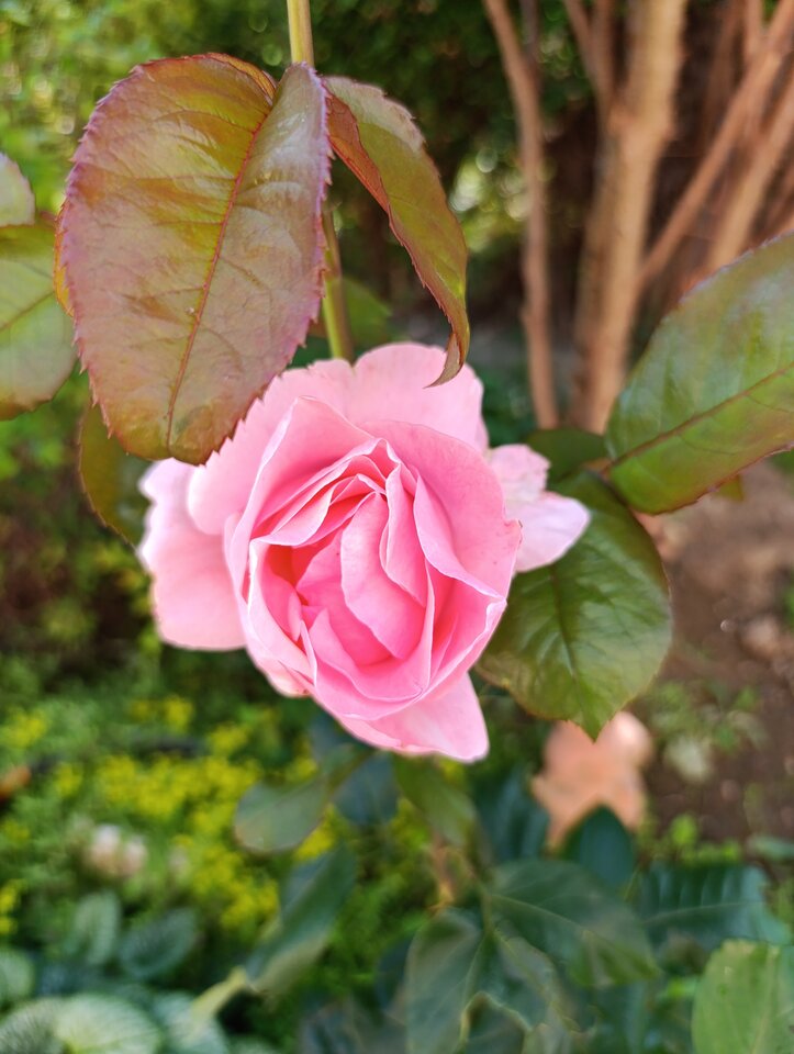 1000014185.jpg - Nowapara1922