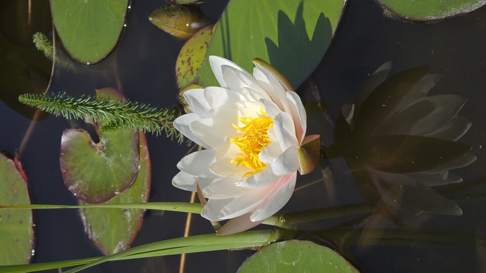 1000007388.jpg - Krochi