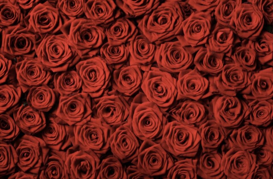 1000007153.jpg - RomantycznyByczek84