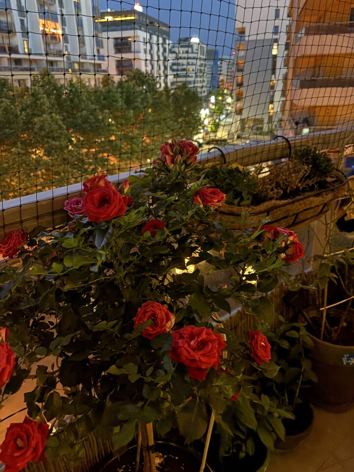 IMG_2509.jpeg - Mephisto84