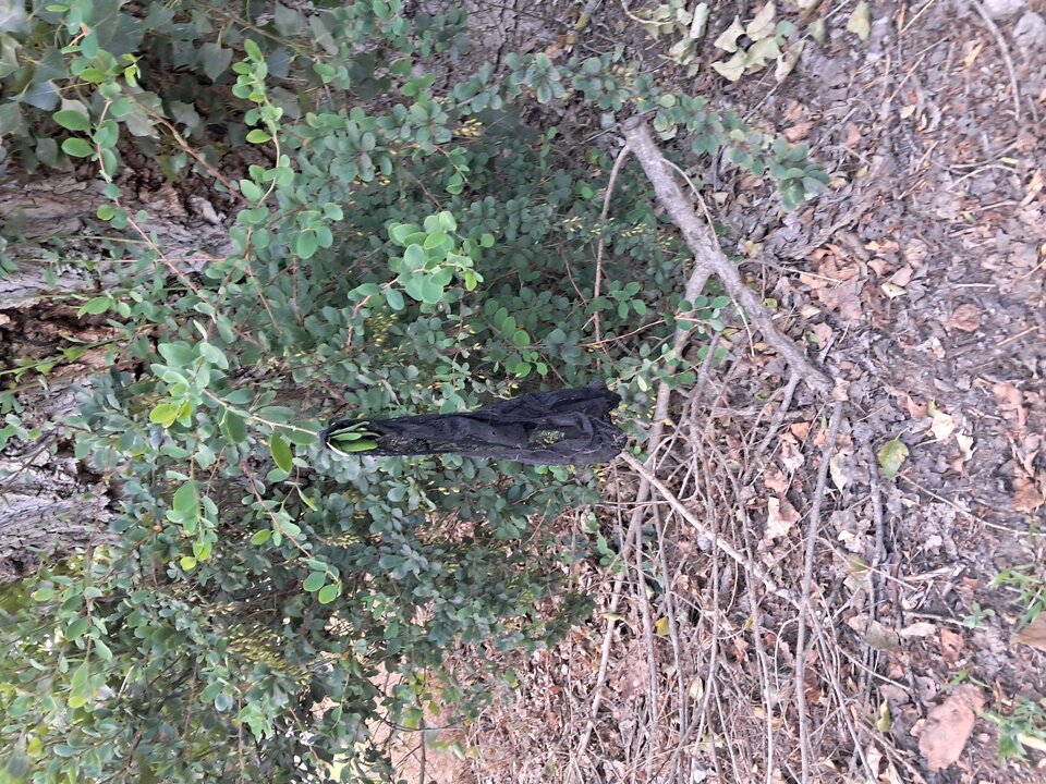 1000008660.jpg - LekkoPogieci