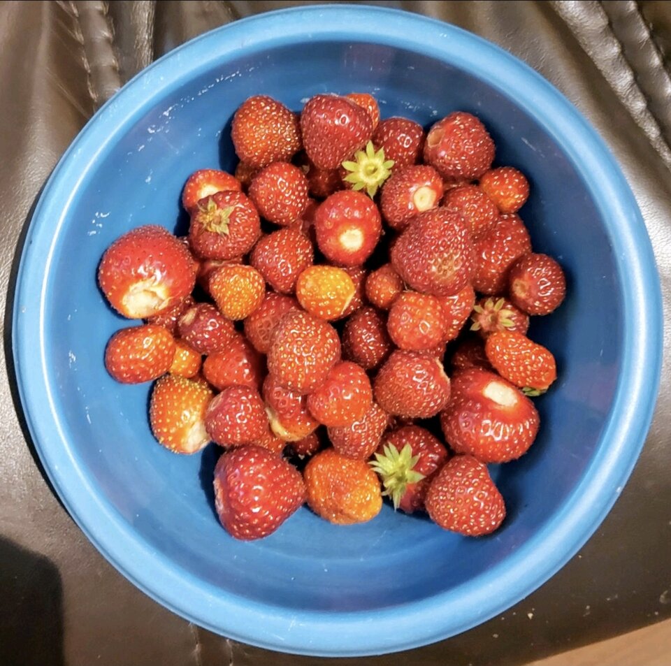 Nie samą golizną człowiek żyje  :) - Dobrani75