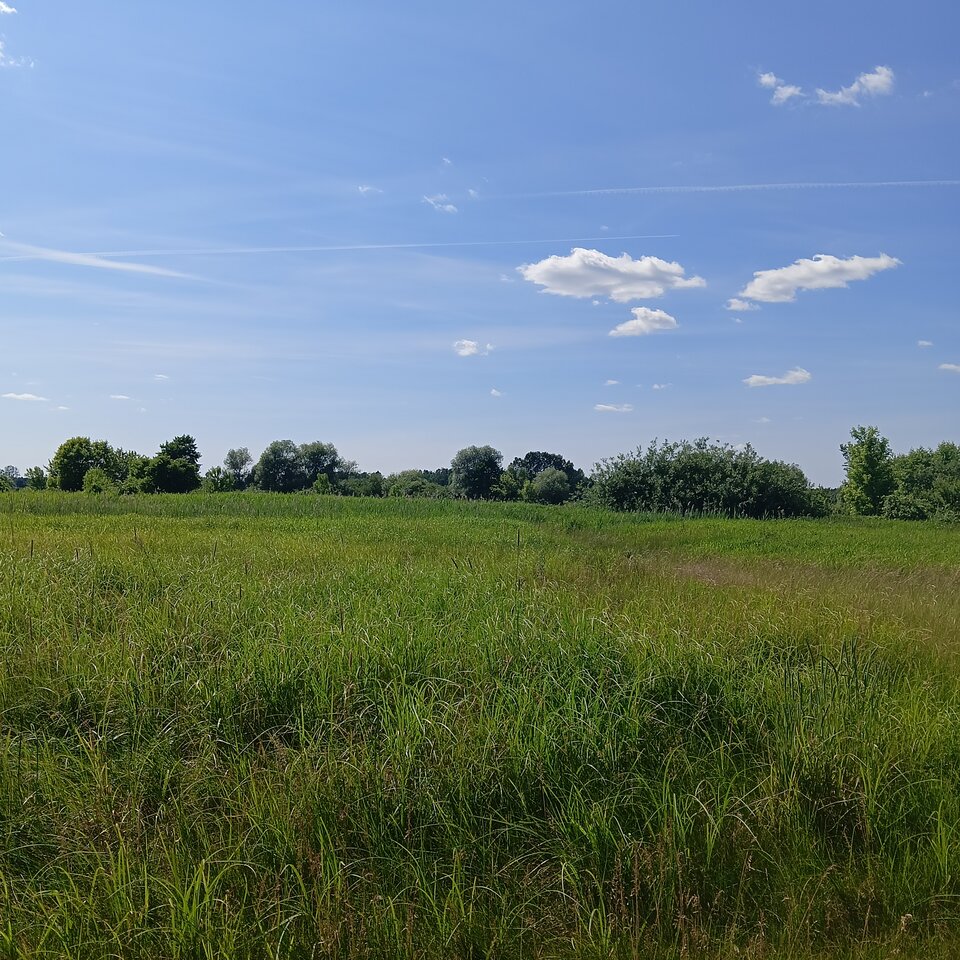 1000003668.jpg - Wszolek