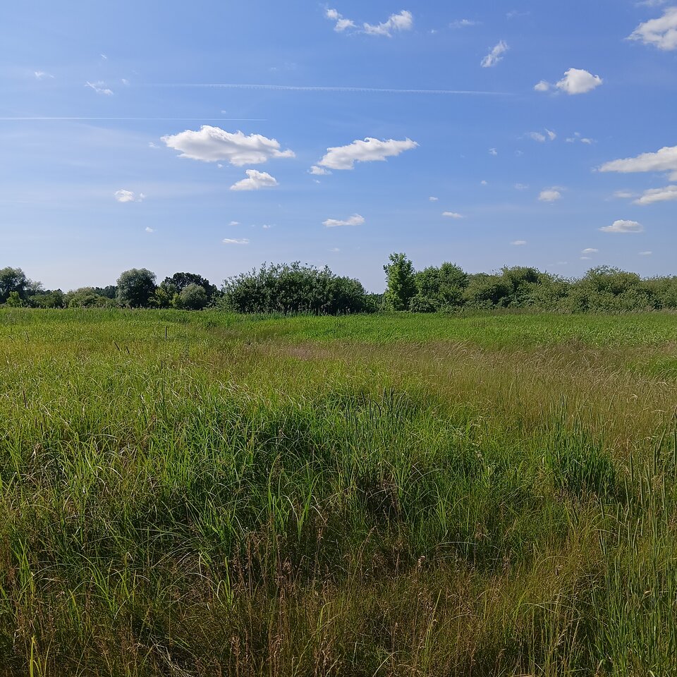 1000003667.jpg - Wszolek