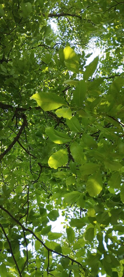 1000049564.jpg - Eostrix40