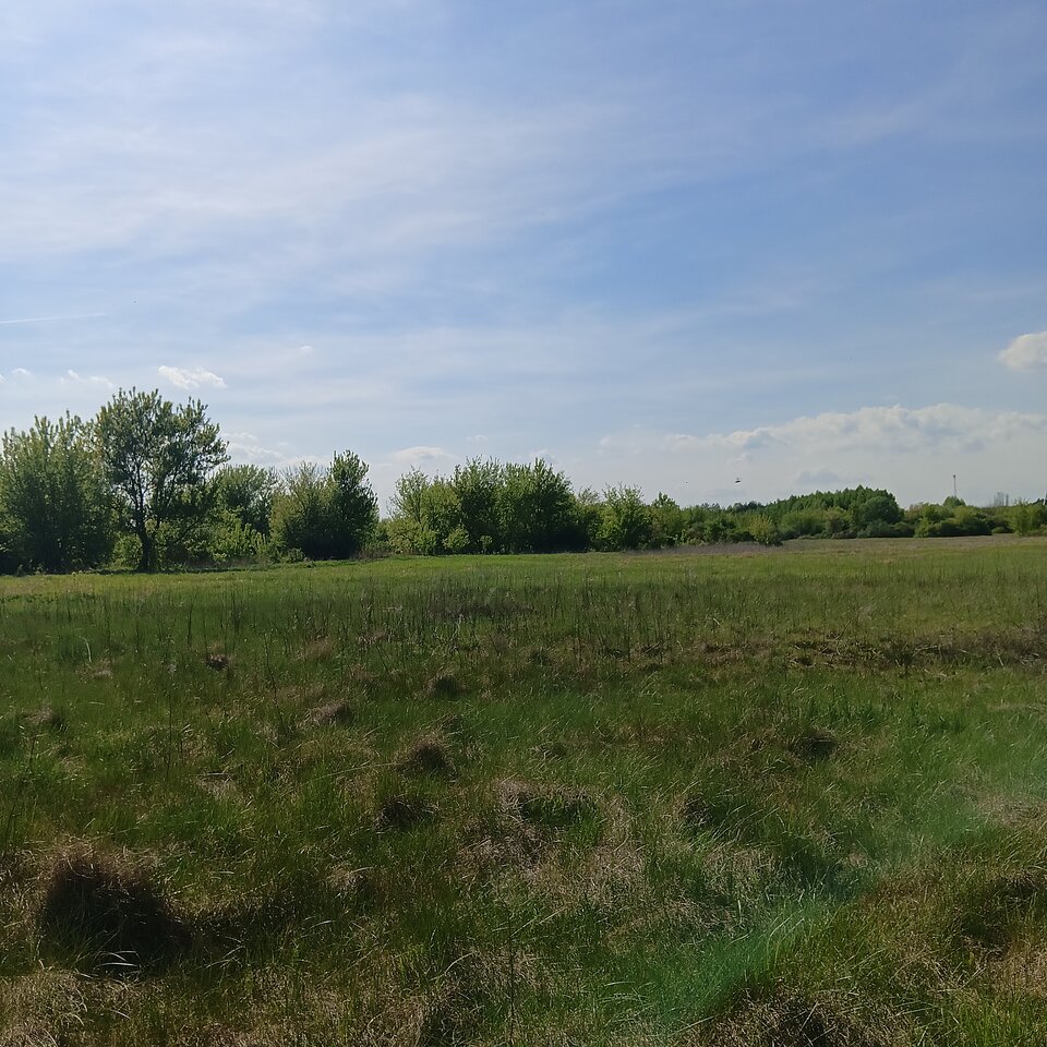 1000003191.jpg - Wszolek