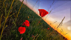 Maki wieczorową porą.jpg