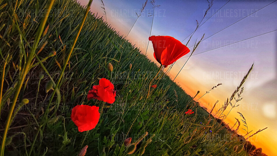 Maki wieczorową porą.jpg - CharlieEstevez