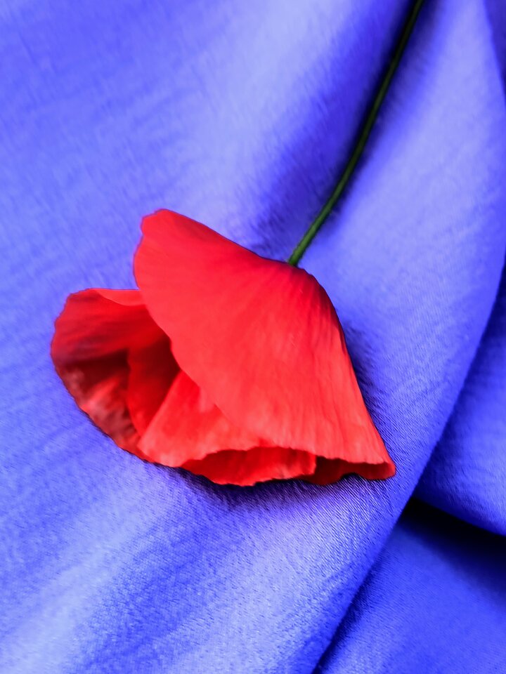 788ffd78-3c27-4d08-8432-14b19ab8b7aa-1_all_32947.jpg - Hedera