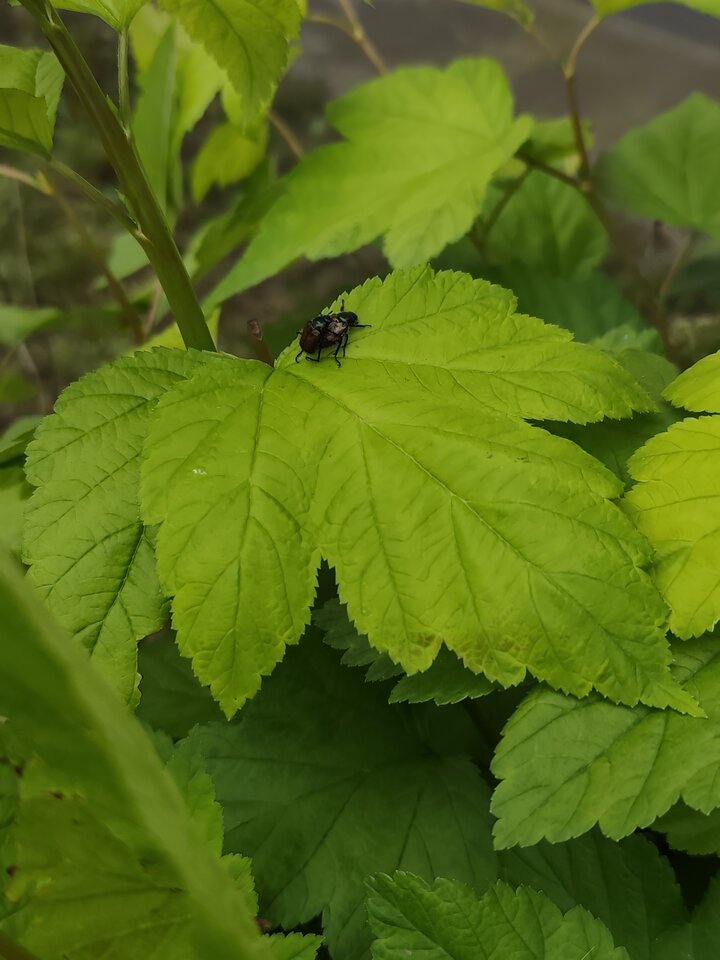 1750744865063.jpg - kojot5