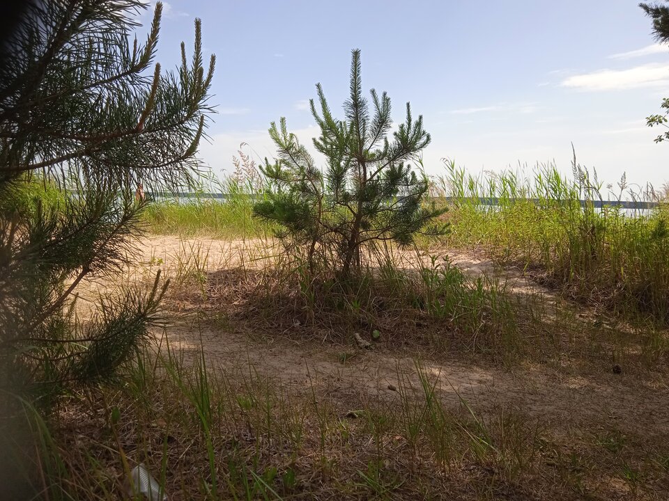 IMG_20250626_150528.jpg - Montana0