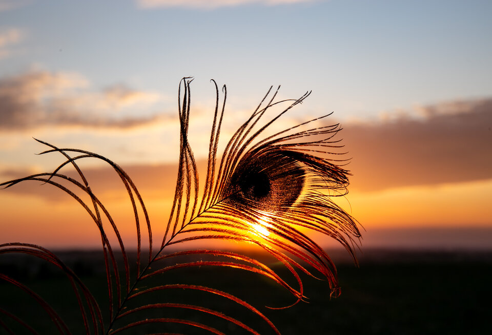 IMG_8342.jpg - Micron0000